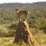 Cheetah on termite mound